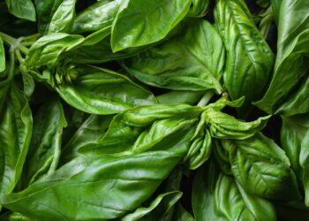 What Is the Calcium-Rich Herb That Strengthens Bones, but Is Little Consumed?