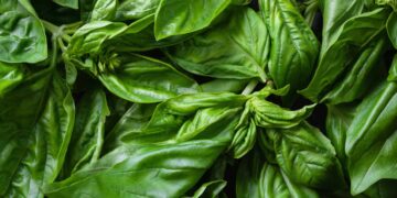 What Is the Calcium-Rich Herb That Strengthens Bones, but Is Little Consumed?