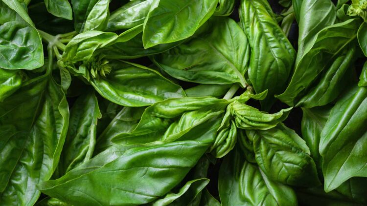 What Is the Calcium-Rich Herb That Strengthens Bones, but Is Little Consumed?