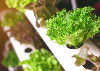 How to green your home with these 5 plants that grow in water