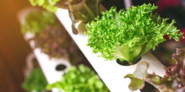 How to green your home with these 5 plants that grow in water