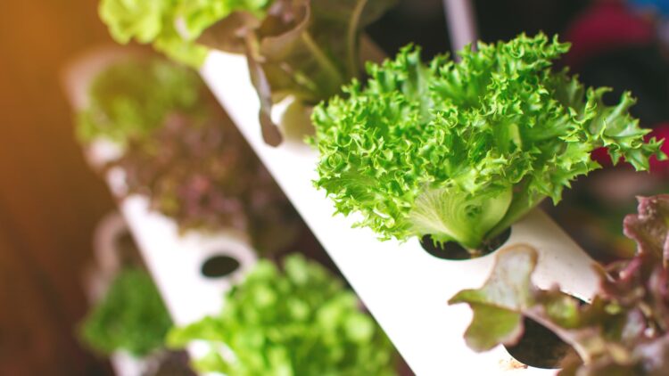 How to green your home with these 5 plants that grow in water