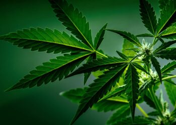 New Study Links Cannabis-Related Hospital Visits to 72% Higher Risk of Dementia Within 5 Years