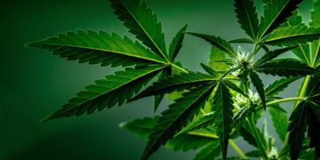 New Study Links Cannabis-Related Hospital Visits to 72% Higher Risk of Dementia Within 5 Years