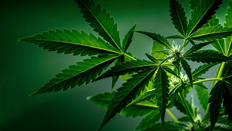 New Study Links Cannabis-Related Hospital Visits to 72% Higher Risk of Dementia Within 5 Years