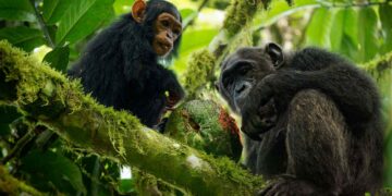 First-Ever Recorded Chimpanzee War Lasted Four Years and Ended in Genocide