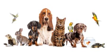 Pets vs. Partners? New Research Reveals Your Dog or Cat Might Support Your Wellbeing as Much as a Spouse