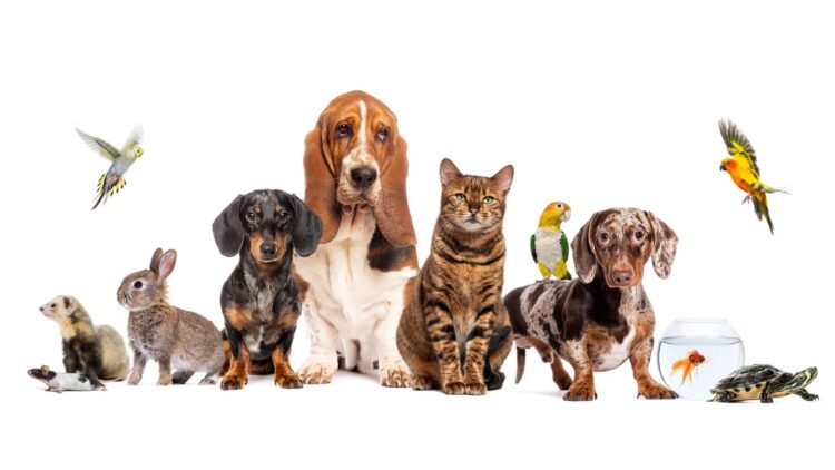 Pets vs. Partners? New Research Reveals Your Dog or Cat Might Support Your Wellbeing as Much as a Spouse