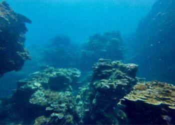 Marine Biologists Terrified by Egg-Like Creatures Near Undersea Volcano