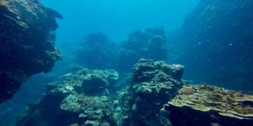 Marine Biologists Terrified by Egg-Like Creatures Near Undersea Volcano