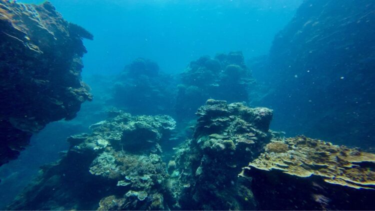 Marine Biologists Terrified by Egg-Like Creatures Near Undersea Volcano
