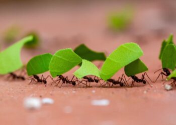 A 100-Million-Year Mystery Unlocked — The Hell Ant Fossil Sheds New Light on Earth’s Earliest Insects