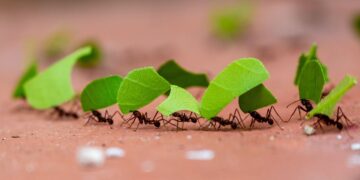 A 100-Million-Year Mystery Unlocked — The Hell Ant Fossil Sheds New Light on Earth’s Earliest Insects