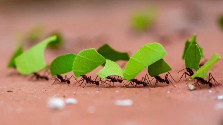 A 100-Million-Year Mystery Unlocked — The Hell Ant Fossil Sheds New Light on Earth’s Earliest Insects