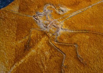 The Archaeopteryx fossil with soft tissue supports Darwin's theory of the evolution of flight