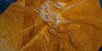 The Archaeopteryx fossil with soft tissue supports Darwin's theory of the evolution of flight