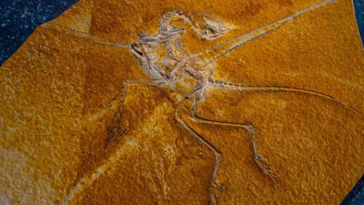 The Archaeopteryx fossil with soft tissue supports Darwin's theory of the evolution of flight