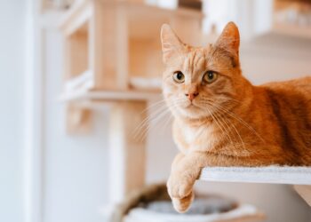 This Simple Trick to Talk to Your Cat Just Got Backed by Science