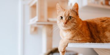 This Simple Trick to Talk to Your Cat Just Got Backed by Science
