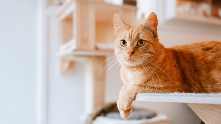 This Simple Trick to Talk to Your Cat Just Got Backed by Science