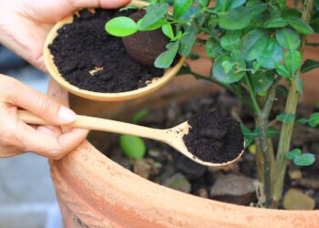 Using coffee grounds in your garden can help you achieve a greener, healthier lawn