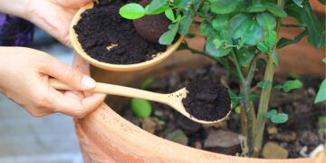Using coffee grounds in your garden can help you achieve a greener, healthier lawn