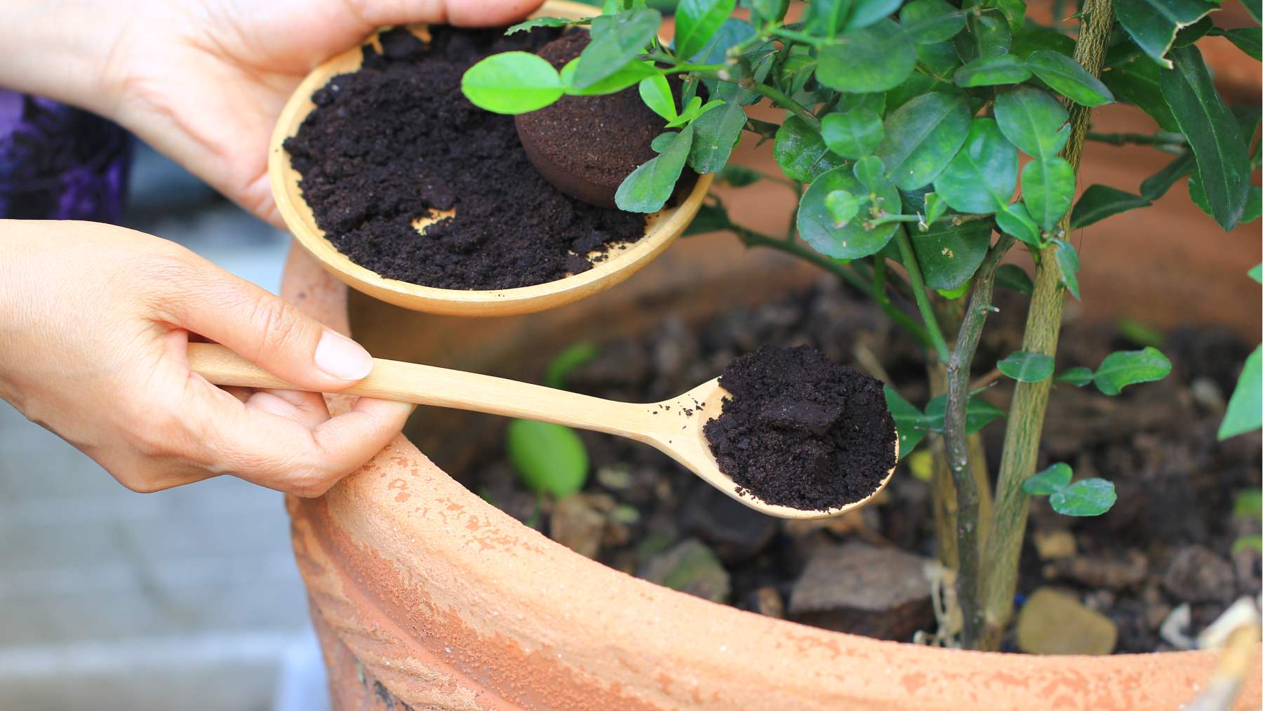 Using coffee grounds in your garden can help you achieve a greener, healthier lawn