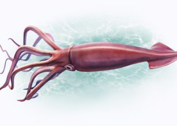 Rare Deep Ocean Monster Resurfaces After More Than a Century