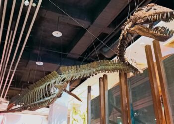 Mosasaurus from the dinosaur era — was found in the Mississippi River