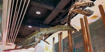 Mosasaurus from the dinosaur era — was found in the Mississippi River