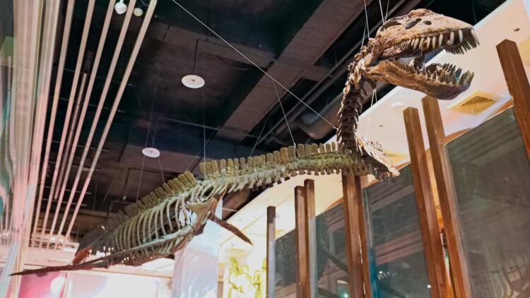 Mosasaurus from the dinosaur era — was found in the Mississippi River