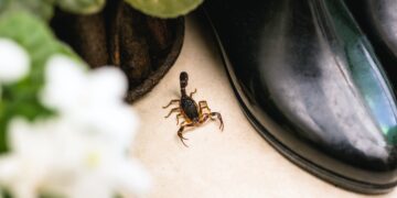 Say Goodbye to Scorpion Sightings—These Proven Tricks Will Help You Keep Your Home Safe in Minutes