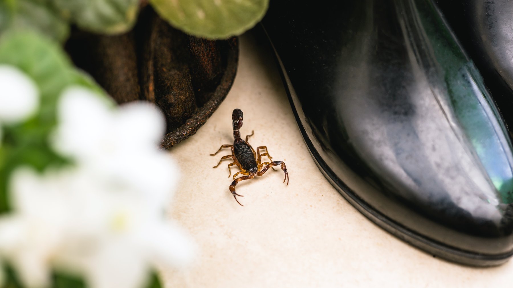 Say Goodbye to Scorpion Sightings—These Proven Tricks Will Help You Keep Your Home Safe in Minutes