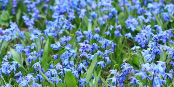 This Innocent-Looking Flower Could Be Deadly — Russian Species Now Spreading Across U.S. Landscapes
