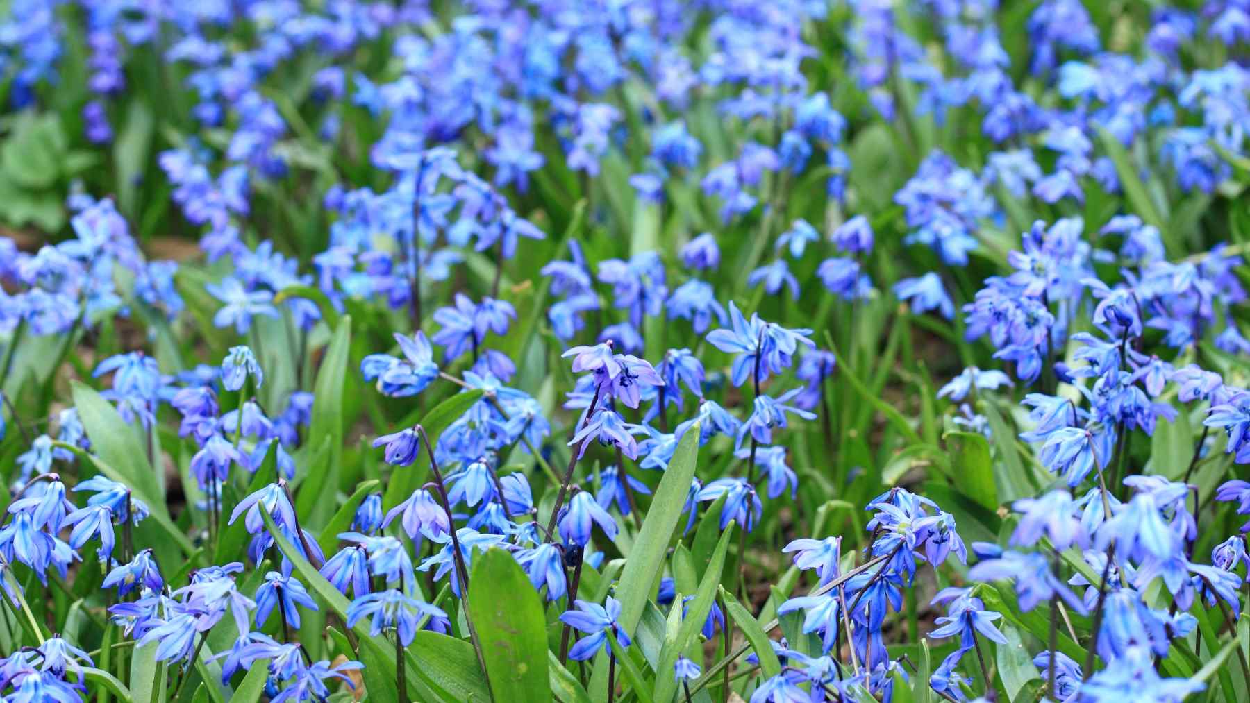 This Innocent-Looking Flower Could Be Deadly — Russian Species Now Spreading Across U.S. Landscapes