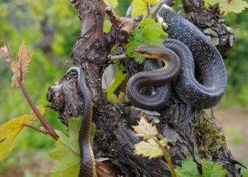 Planting Olive Trees Could Be Inviting Snakes into Your Garden Without You Knowing