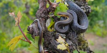 Planting Olive Trees Could Be Inviting Snakes into Your Garden Without You Knowing