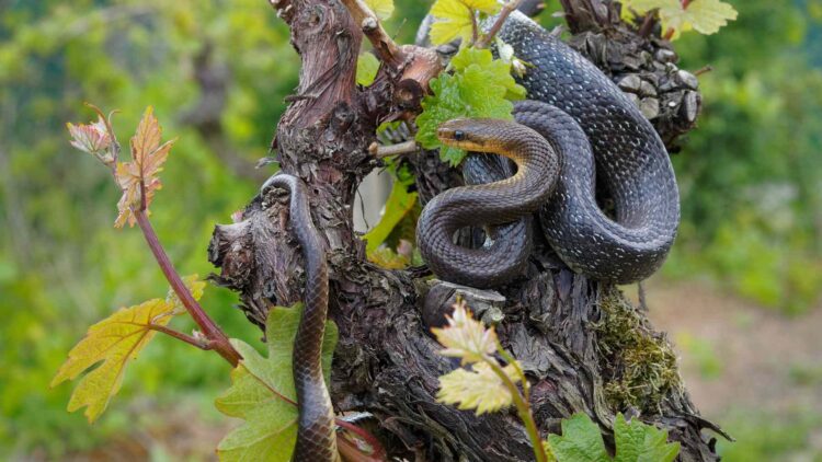 Planting Olive Trees Could Be Inviting Snakes into Your Garden Without You Knowing