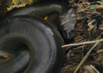 Scientists Discover the Largest Snake Ever Found