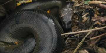 Scientists Discover the Largest Snake Ever Found