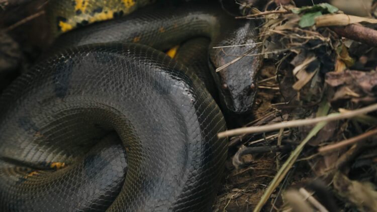 Scientists Discover the Largest Snake Ever Found