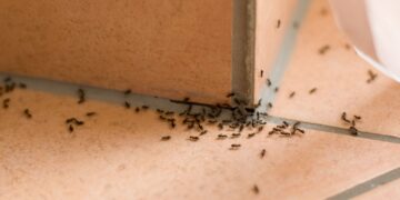 Very important notice if you eliminate the ants you find at home - do not step on them again and use this trick to prevent them from coming back