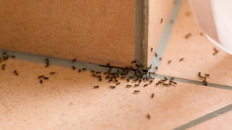 Very important notice if you eliminate the ants you find at home - do not step on them again and use this trick to prevent them from coming back