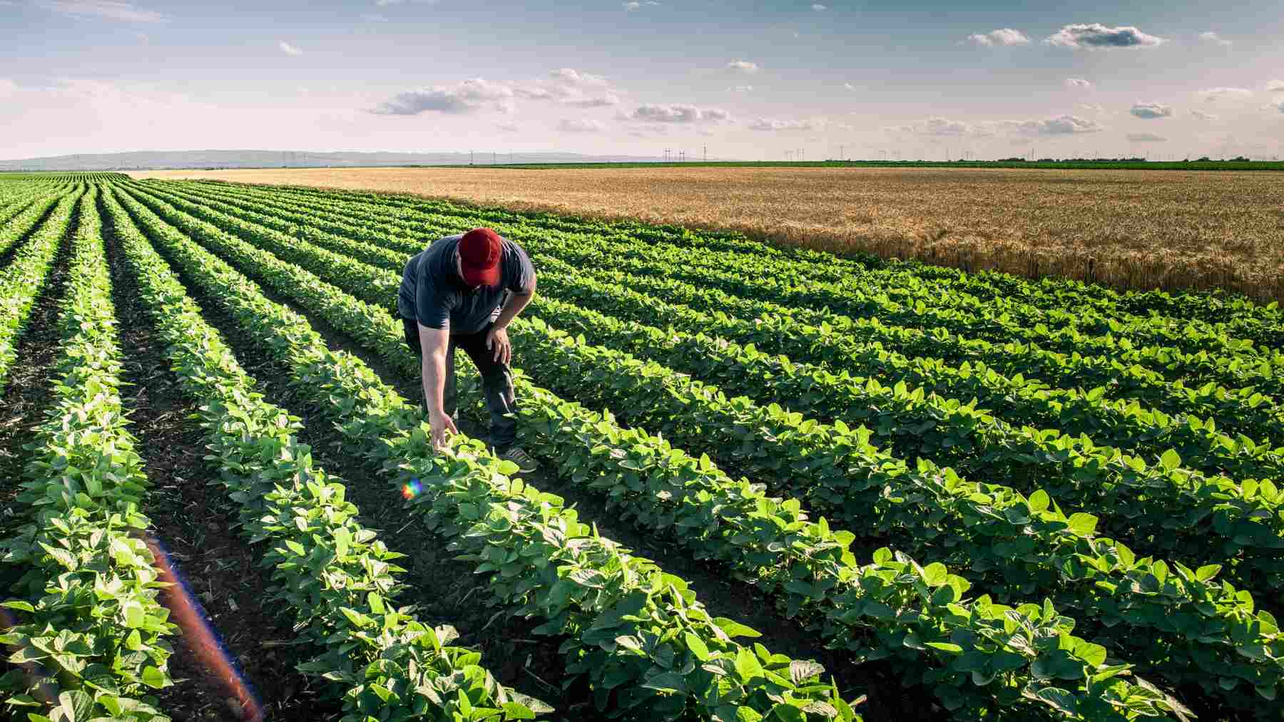 No rice, no lentils - these are the foods you should keep at home in case the apocalypse comes, according to science