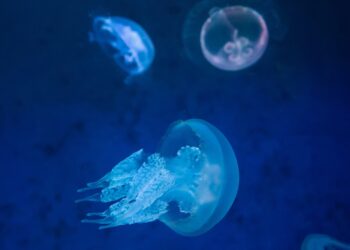 the 28-eyed jellyfish that defies evolution and perplexes the world's scientists