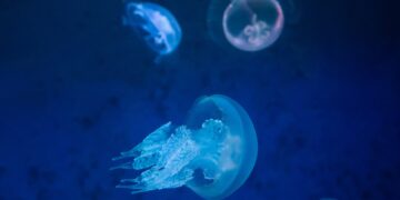 the 28-eyed jellyfish that defies evolution and perplexes the world's scientists