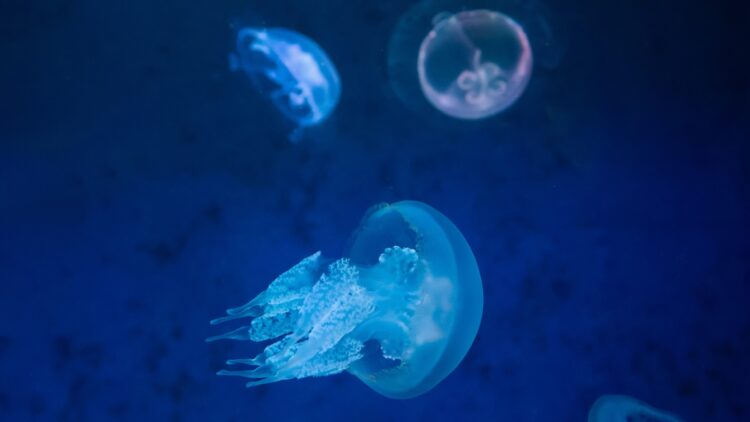 the 28-eyed jellyfish that defies evolution and perplexes the world's scientists