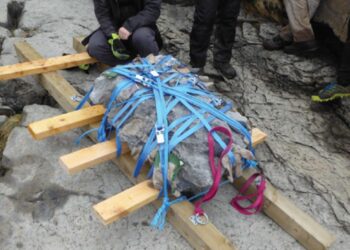 It's official - Dog-sized juvenile Middle Jurassic dinosaur discovered in an inaccessible area of Scotland - It was extracted with ropes and motorboat in a protected location