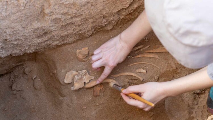 Archaeologists discover in Noisy-le-Grand one of the largest and oldest necropolis in Europe