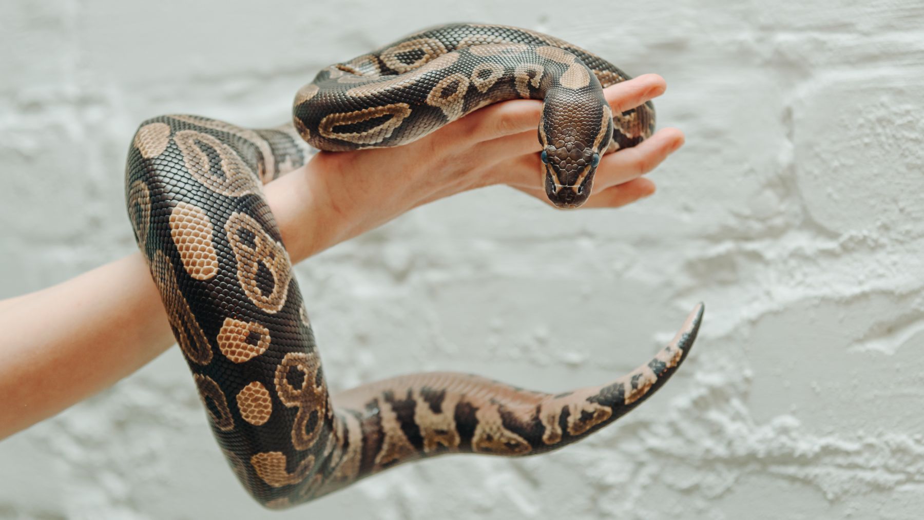 Neither run nor try to help - here's what you should know if you come across a snake while driving in the U.S.